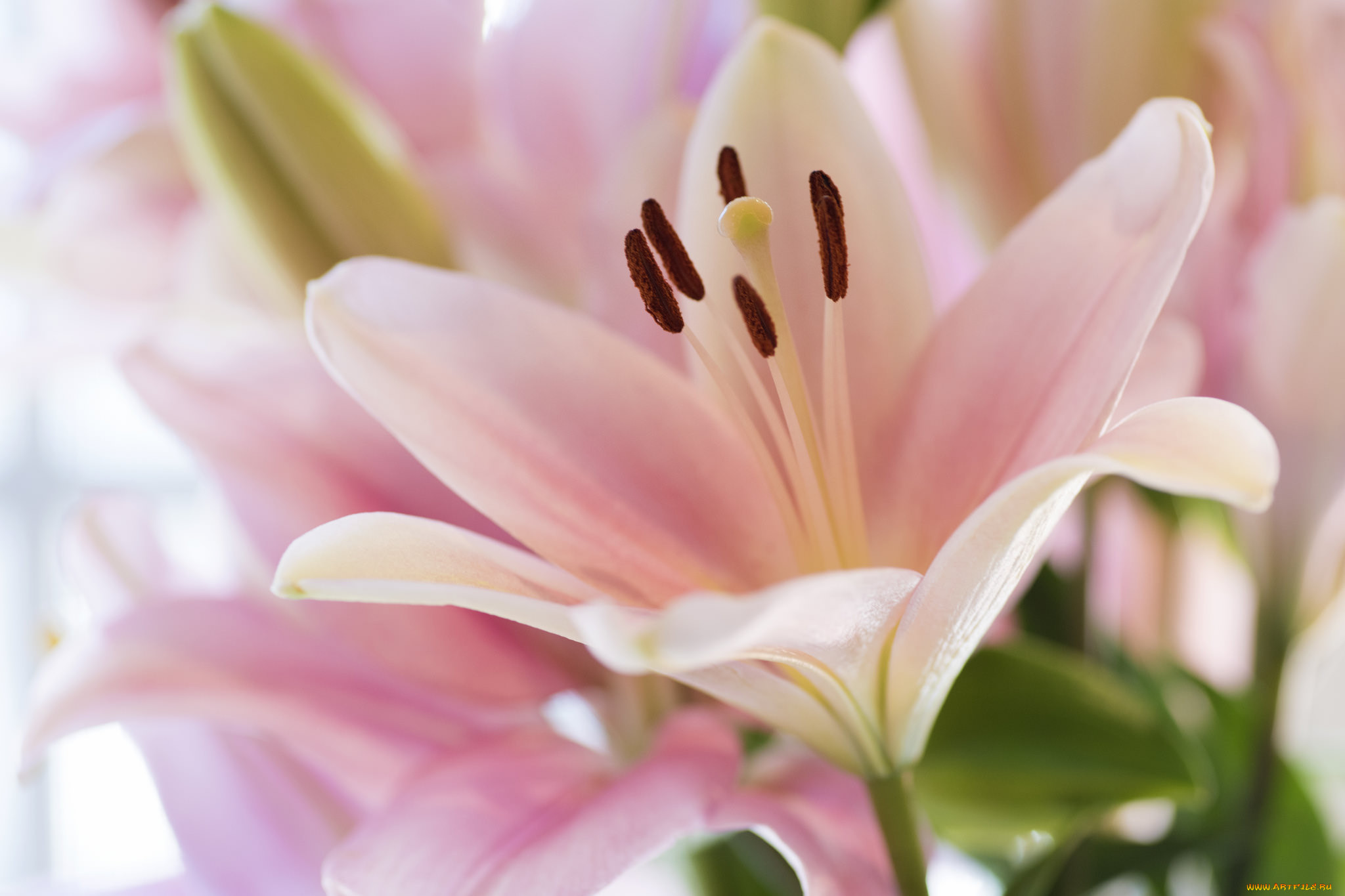 , ,  , petals, bloom, lily, , 
